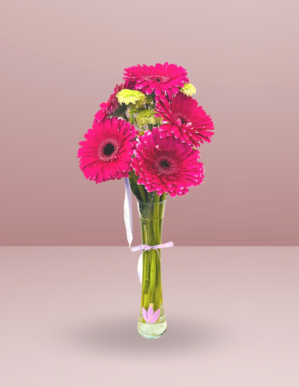 VIOLETERO 5 GERBERAS