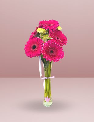 VIOLETERO 5 GERBERAS