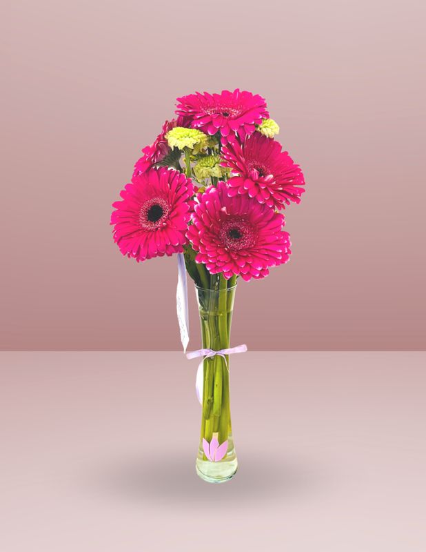 VIOLETERO 5 GERBERAS