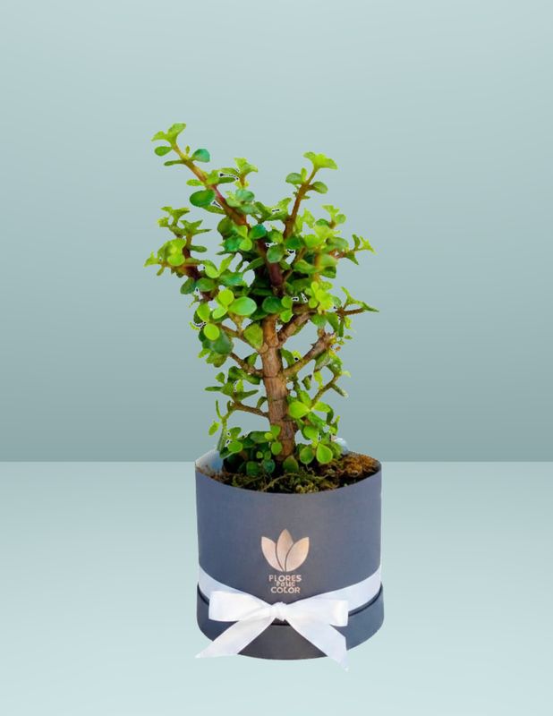 🌱ÁRBOL DE LA ABUNDANCIA
