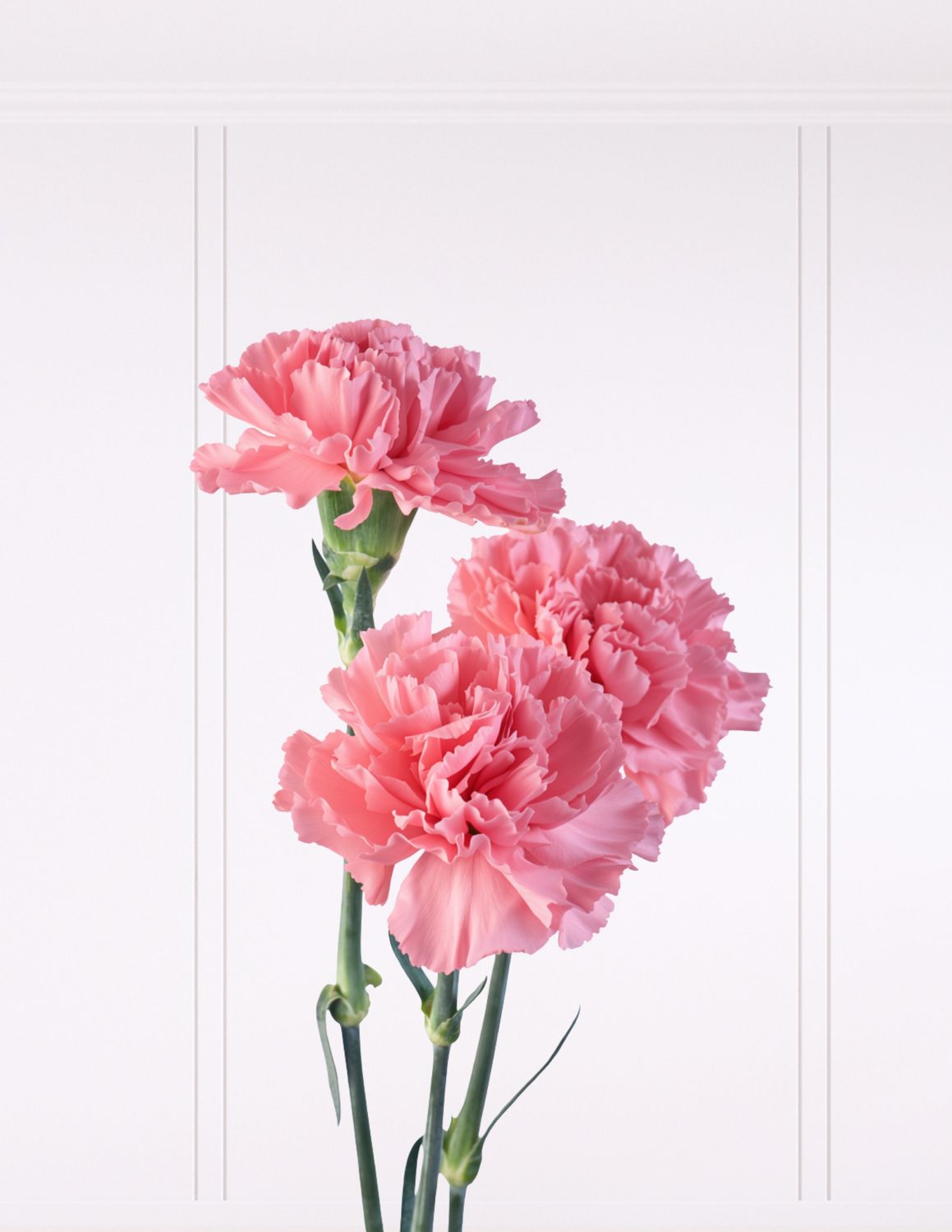 AGREGA FLORES EXTRA, FLOR: CLAVEL ROSADO