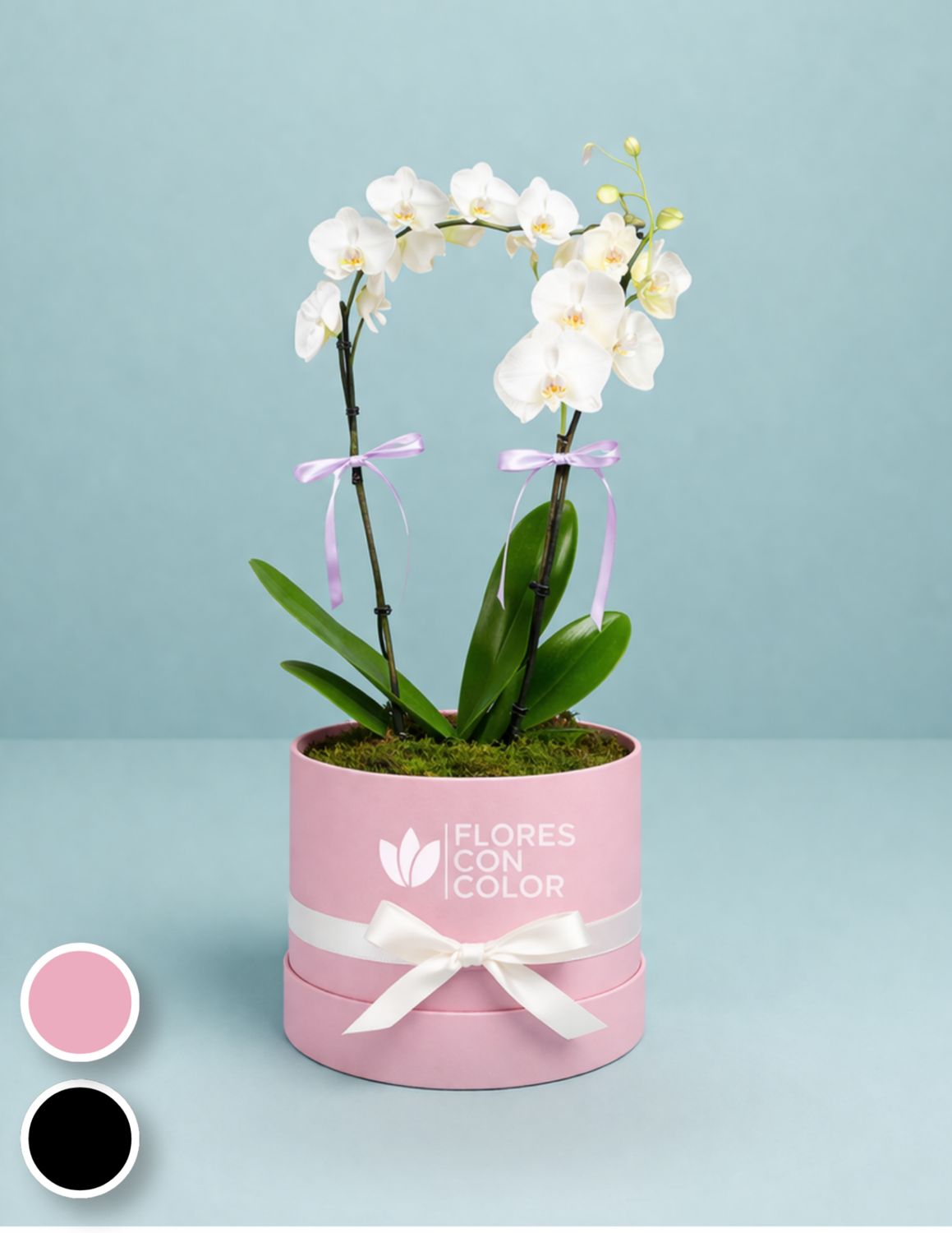 ORQUÍDEA DOBLE PHALAENOPSIS BLANCA