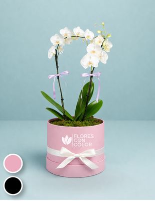 ORQUÍDEA DOBLE PHALAENOPSIS BLANCA