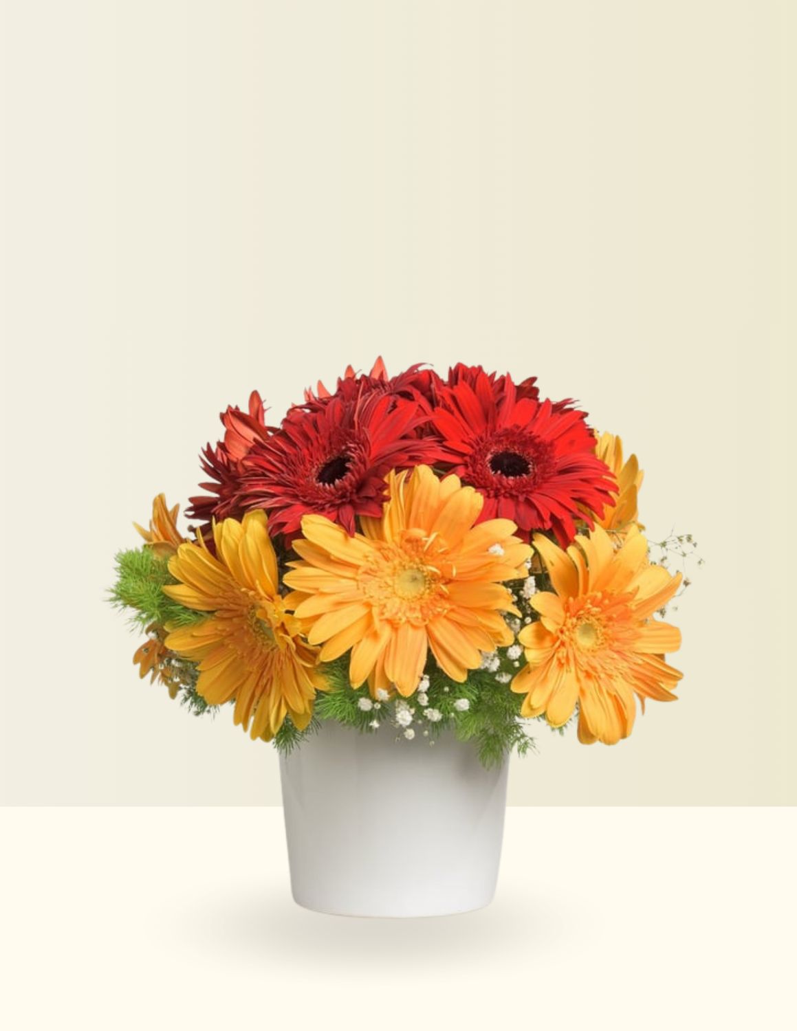 ✨BASE 360• GERBERAS