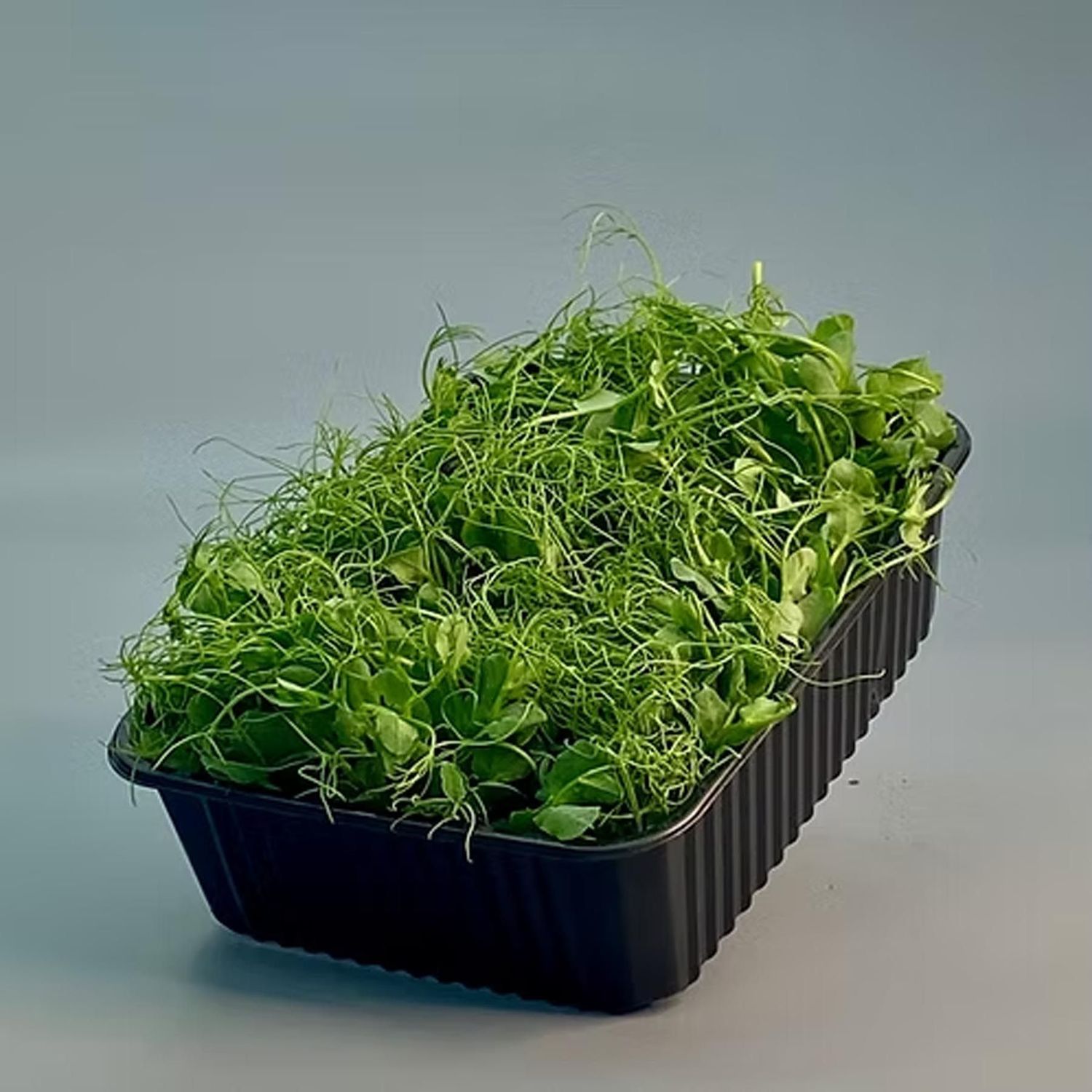 Erbsen Shoots Wochen-Abo
