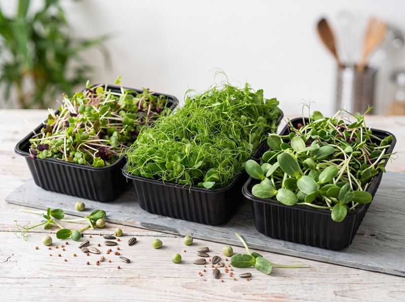 Microgreens-Bundle „Die Fünferbande“ (5 × 60 g)