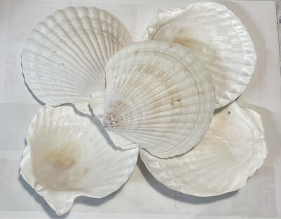 Set Of 5 Seashells (NEW) 4-5”