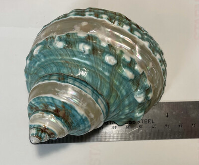 Large Hermit Crab Shell