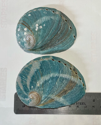 Green Lipped Abalone Shell 3.25-3.5” (NEW)(1)