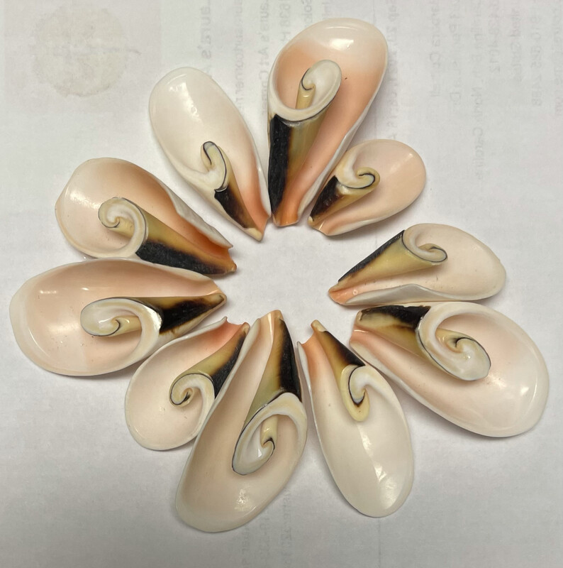 Strawberry Striped Shells 10+bonus 5 other shells