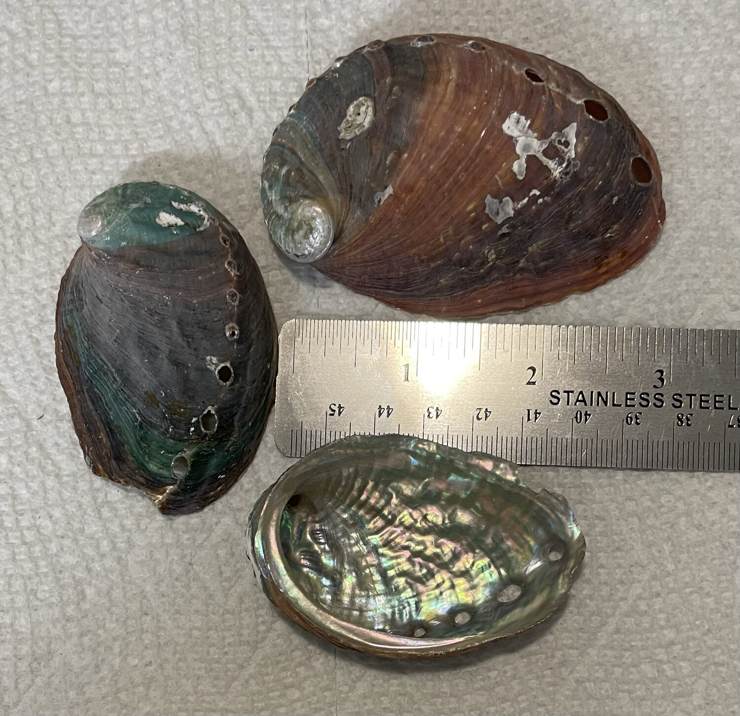 Beautiful Abalone Shells (3 Pieces) 2 1/2”-3”