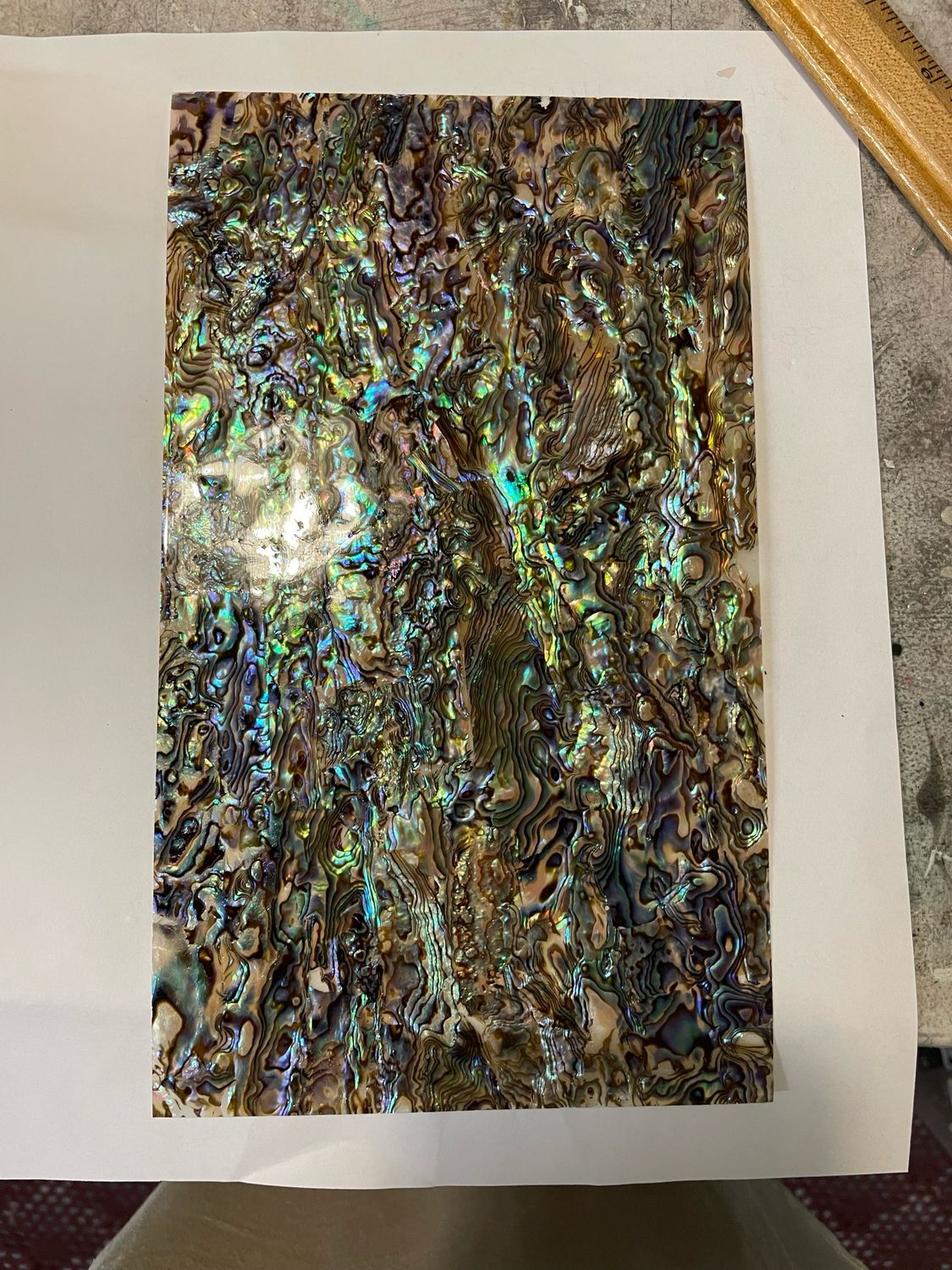 Golden Blue Shell Veneer 5.5-9.5” No Sticker (NEW)