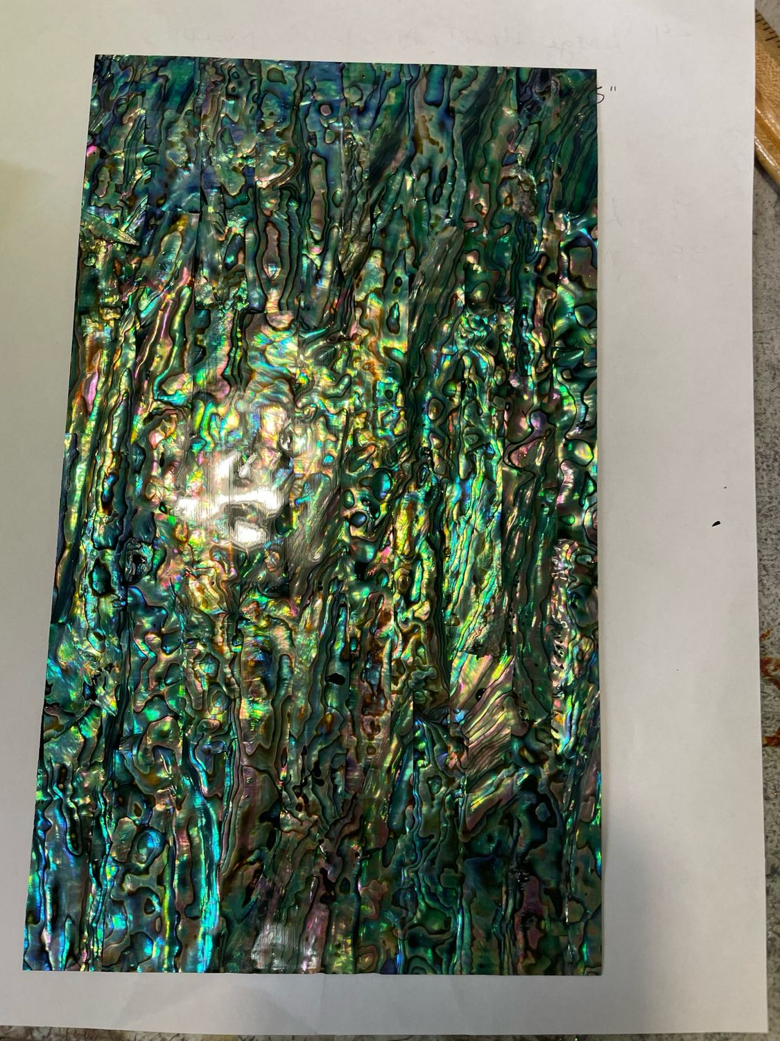 Abalone Blue Green 5.5x9.5” No Sticker (NEW)