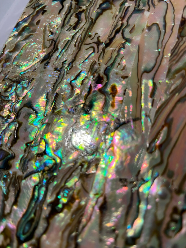 Light Golden Shell Veneer (sticker Backing) 5.5x9.5”