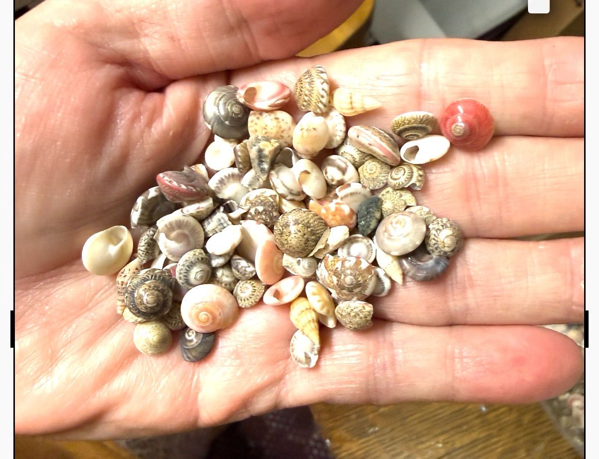 Cute Little Shells (New)