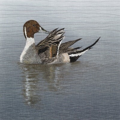 'On Reflection' Pintail - Limited Edition Giclee Print