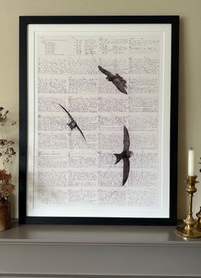 'Life on the Wing' Swifts - Limited Edition Giclee Print