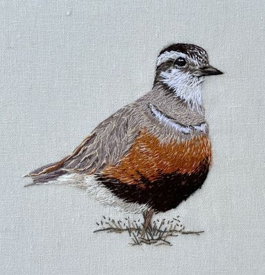 Dotterel - Limited Edition Giclee Print