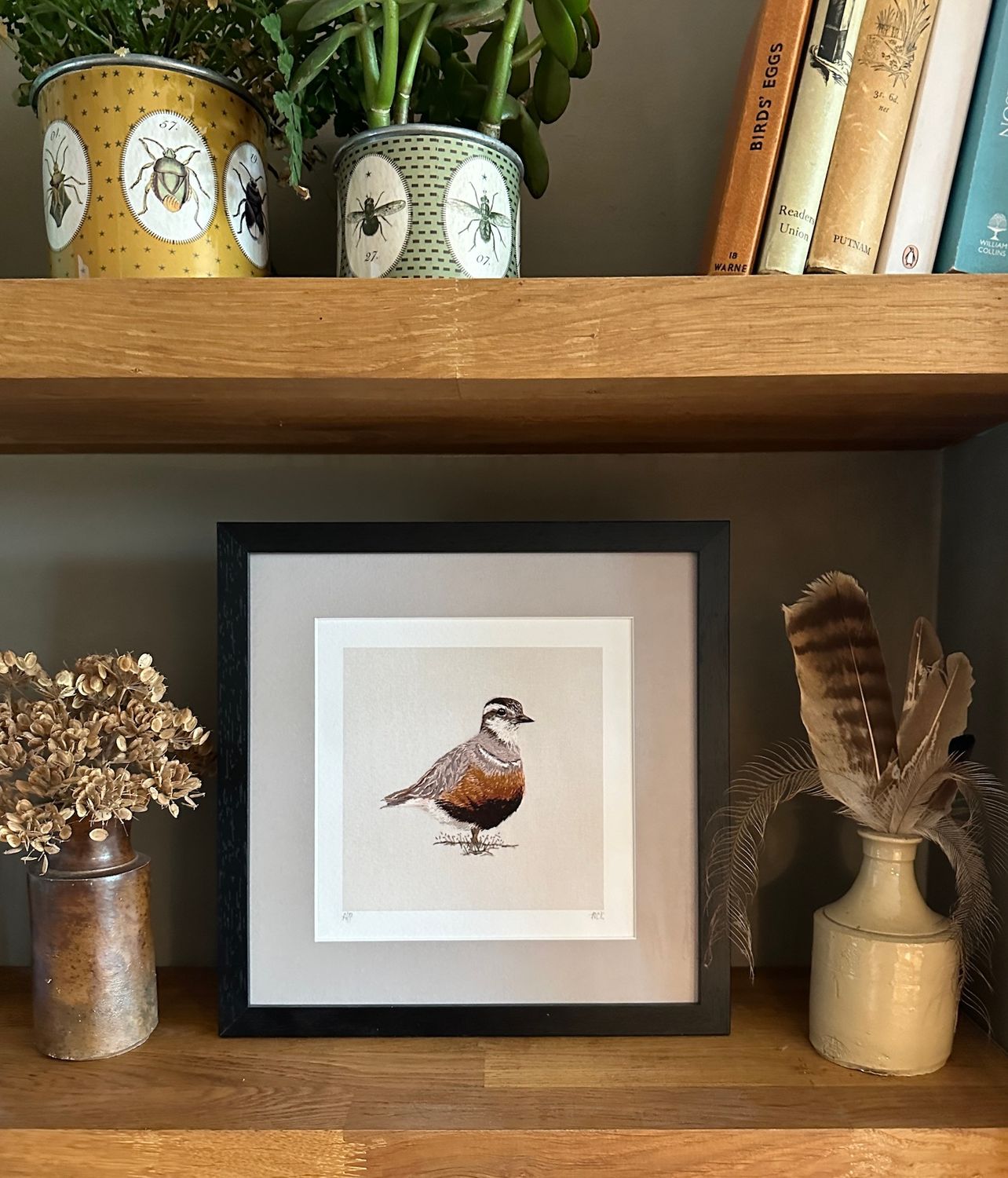 Dotterel - Limited Edition Giclee Print