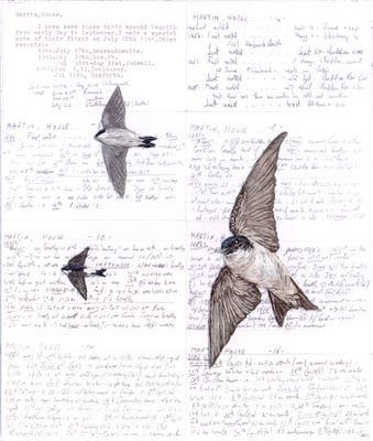 'Eave Dwellers' House Martins - Limited Edition Giclee Print