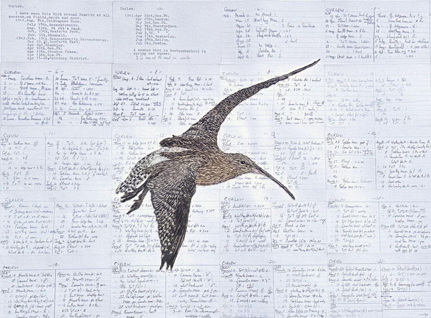 'A Curlews Cry' - Limited Edition Giclee Print