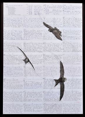 'Life on the Wing' Swifts - Limited Edition Giclee Print