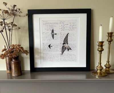 'Eave Dwellers' House Martins - Limited Edition Giclee Print
