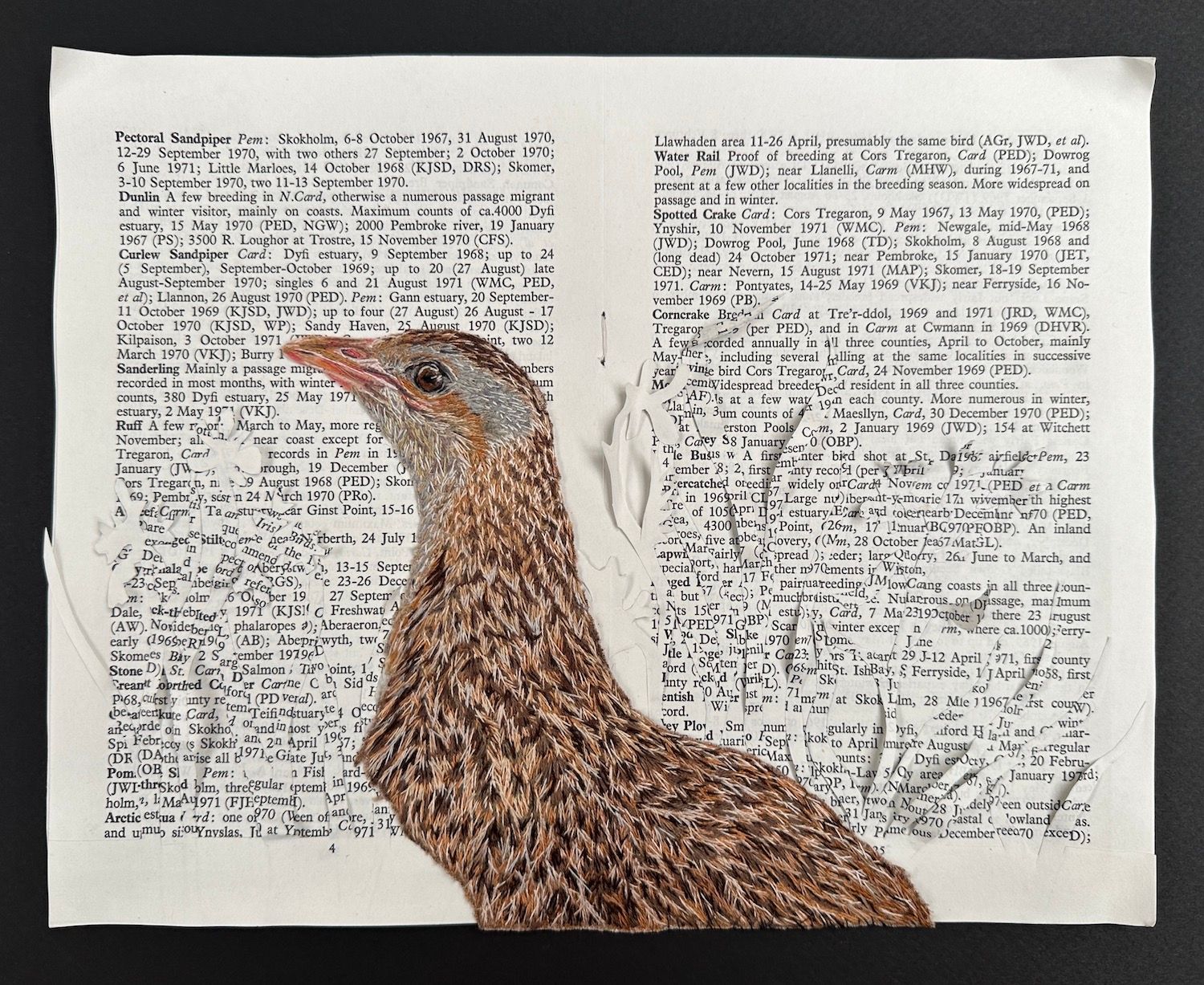 'Reference Only II - Corncrake' - Limited Edition Giclee Print