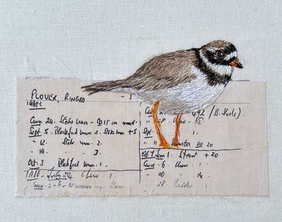 Ringed Plover - Limited Edition Giclee Print