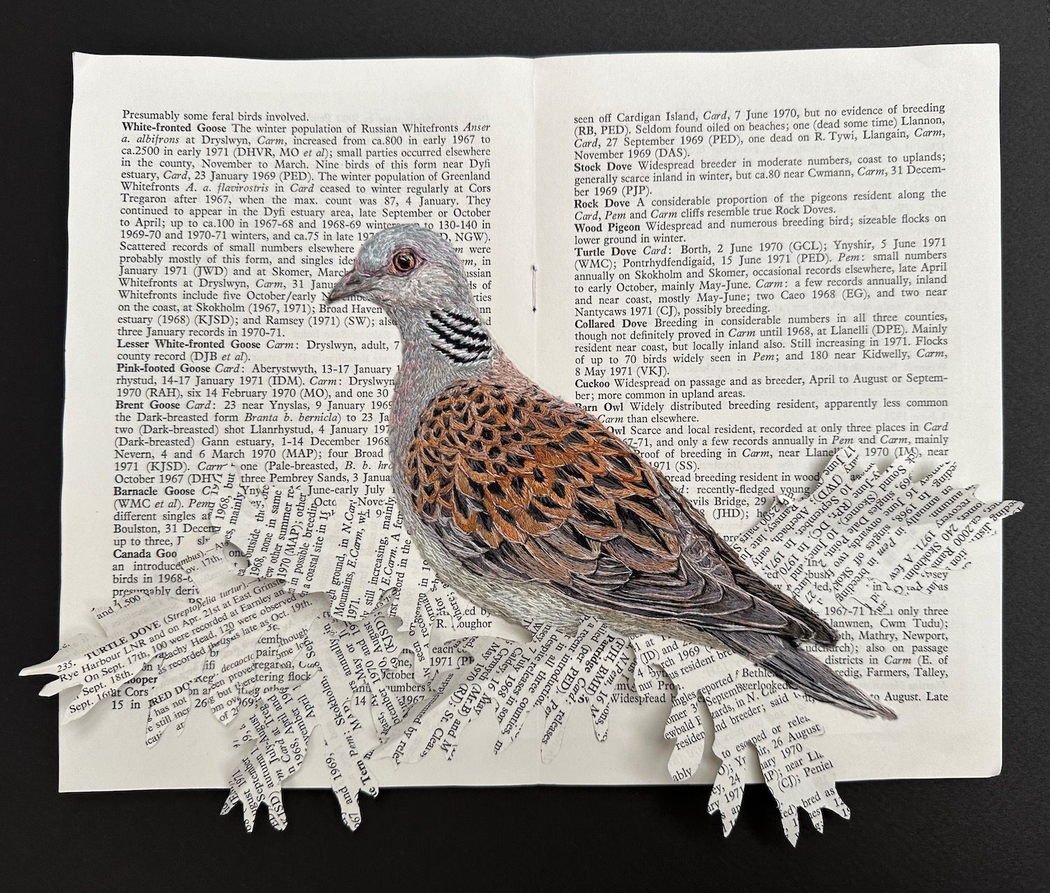 'Reference Only III - Turtle Dove' - Limited Edition Giclee Print
