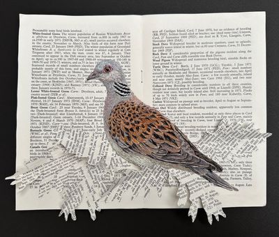 'Reference Only III - Turtle Dove' - Limited Edition Giclee Print