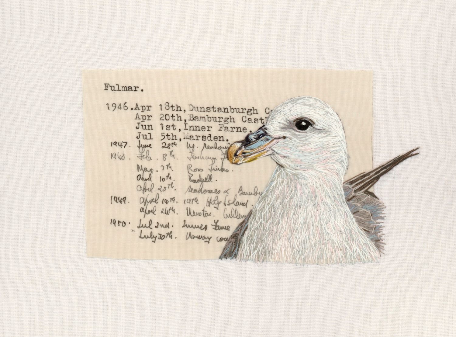 Fulmar - Limited Edition Giclee Print
