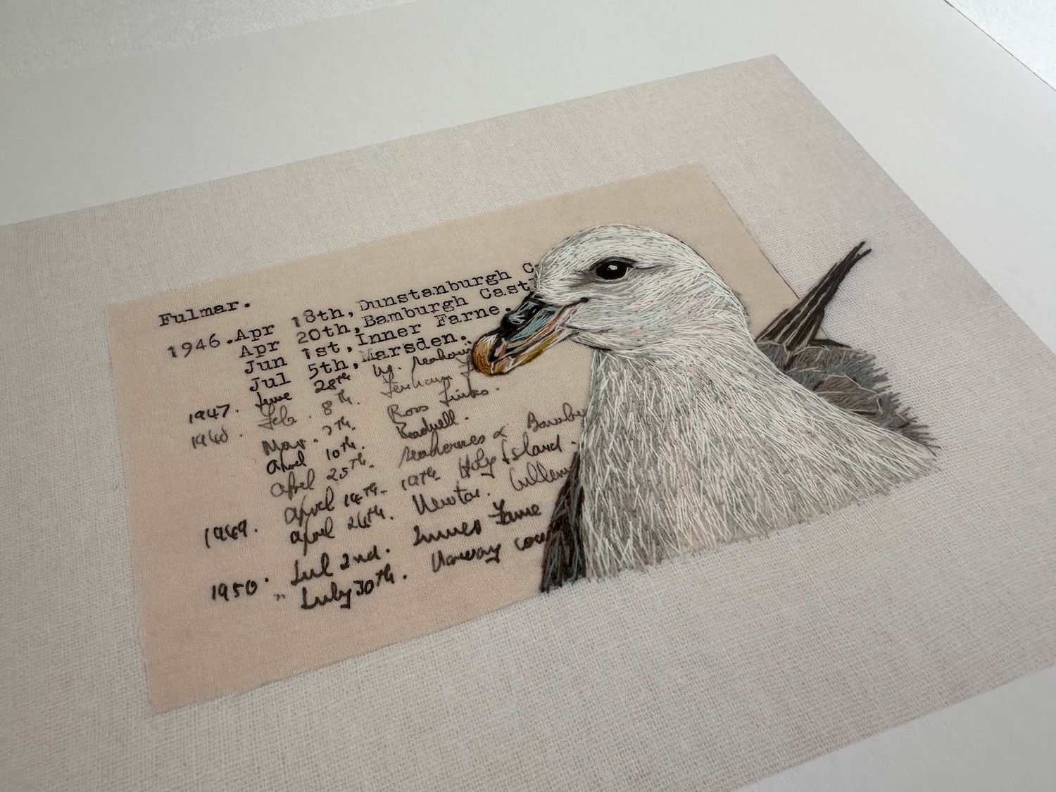 Fulmar - Limited Edition Giclee Print