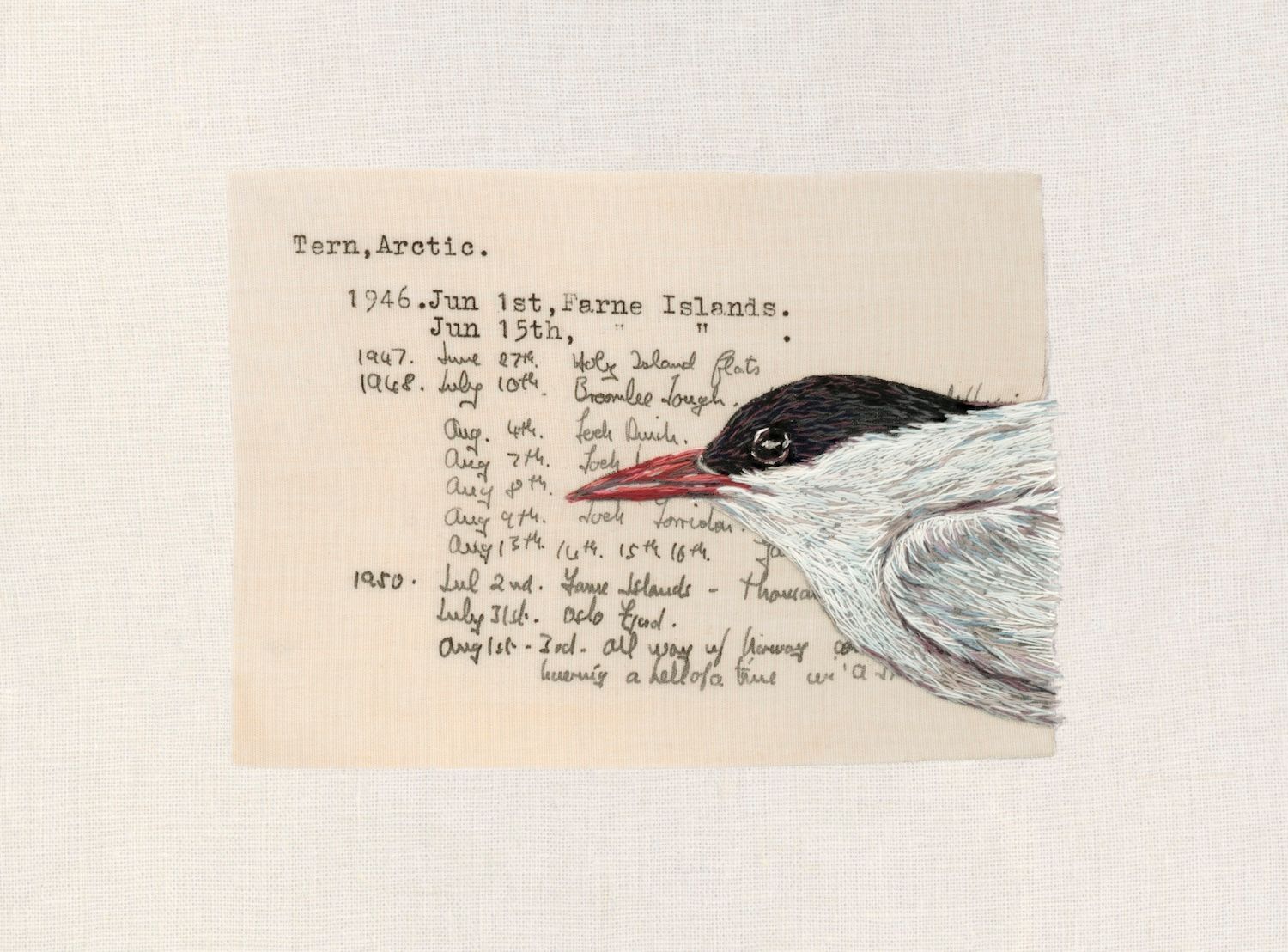 Arctic Tern - Limited Edition Giclee Print