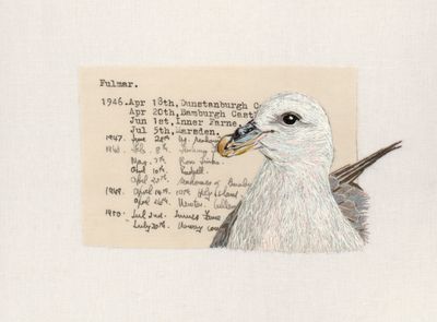 Fulmar - Limited Edition Giclee Print