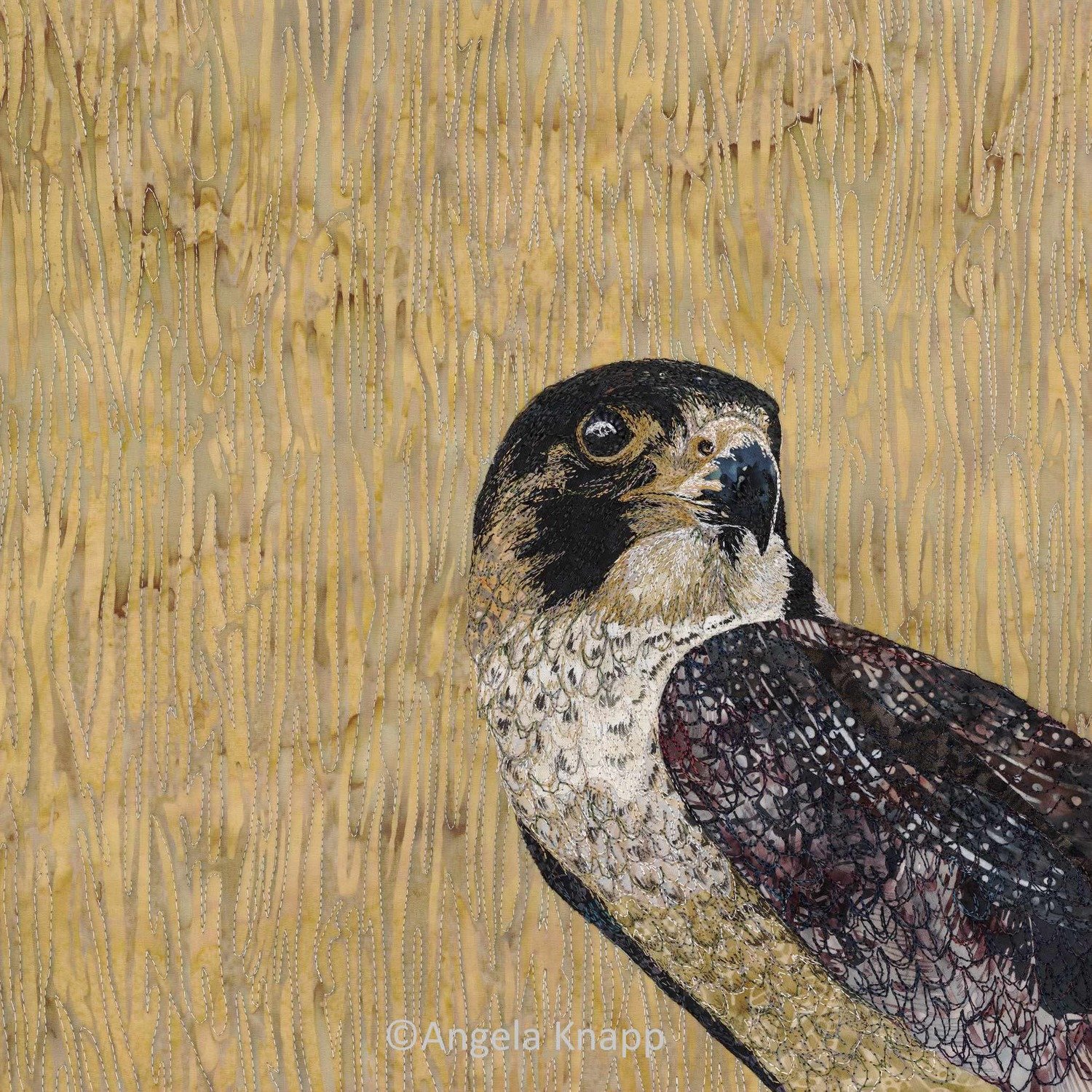 'Young Pretender' Juvenile Peregrine - Limited Edition Giclee Print