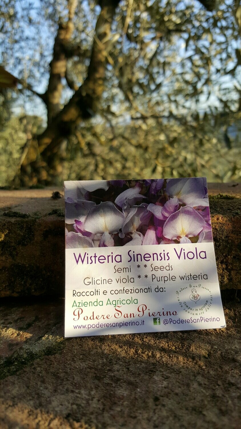 Semi di glicine viola
