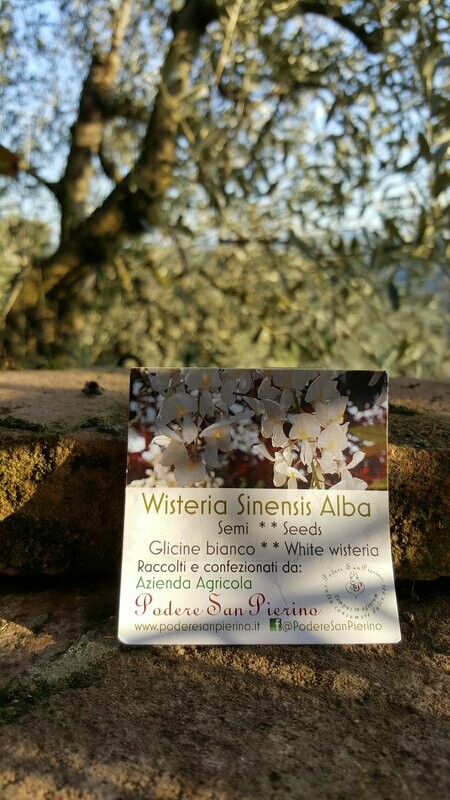 Albae Wisteria seeds