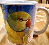 Indian Ringneck  - Ceramic Mug