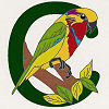 #19 Edward's  Fig Parrot - CITES Pins