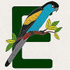 #22 Hooded Parrot - CITES Pins