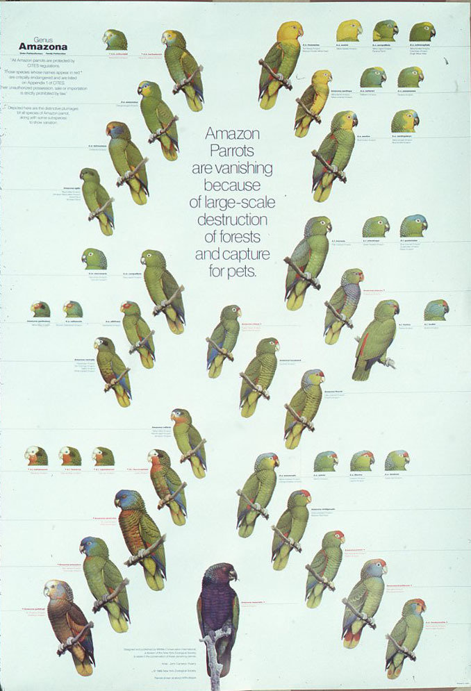 Amazons - Posters