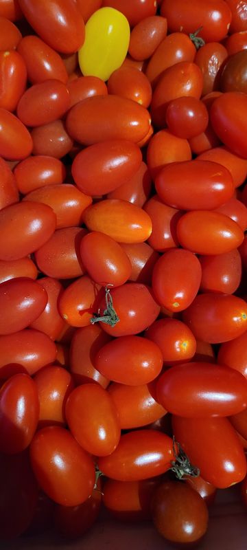 Produce Vendor 3 x2 tents Monthly fee