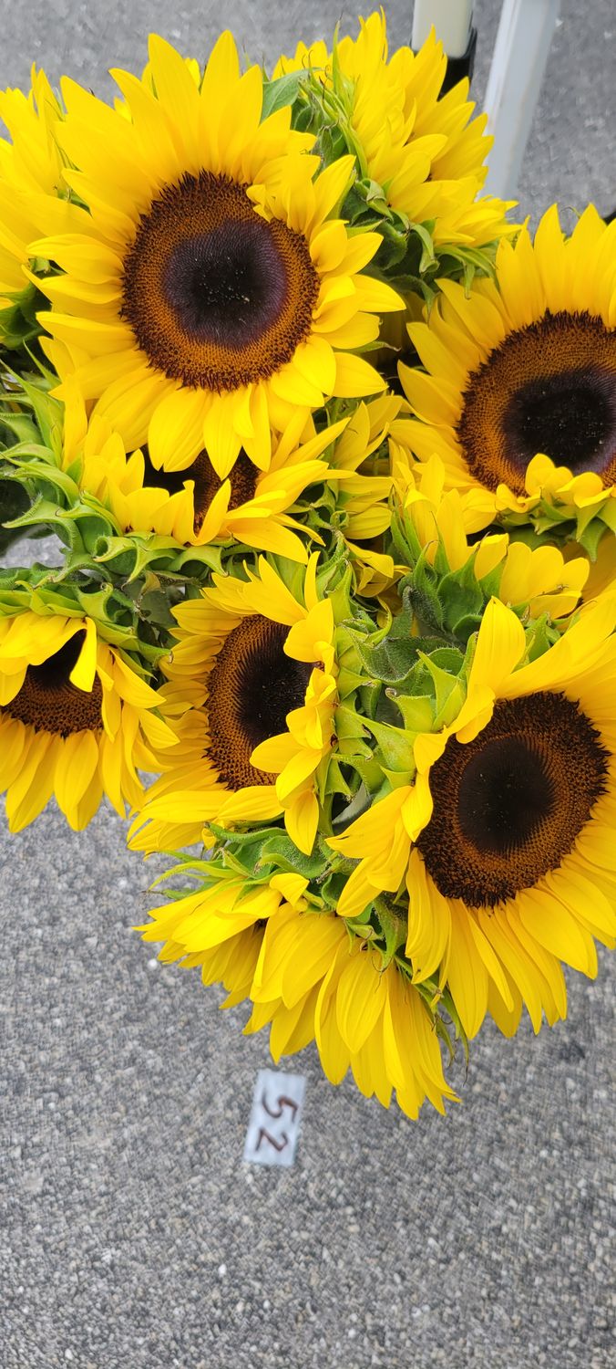 S. Collier Green Vendor 1x1 or 1x2 