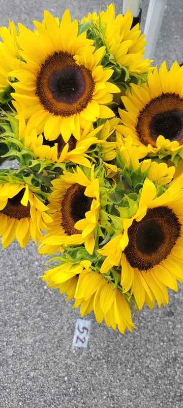 S. Collier Green Vendor 1x1 or 1x2 