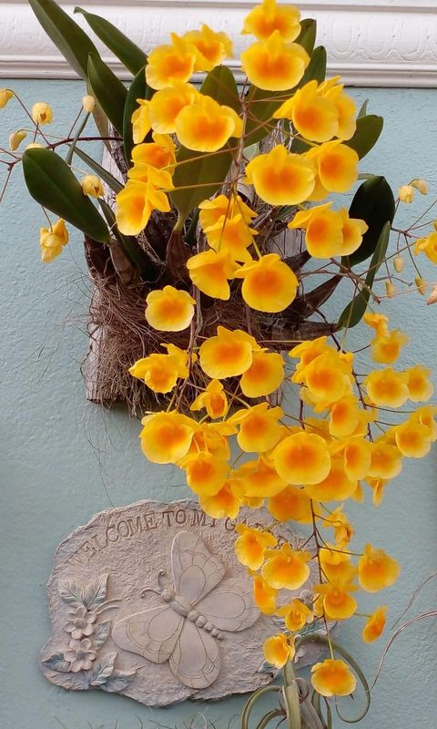 Dendrobium lindleyi Dendrobium lindleyi