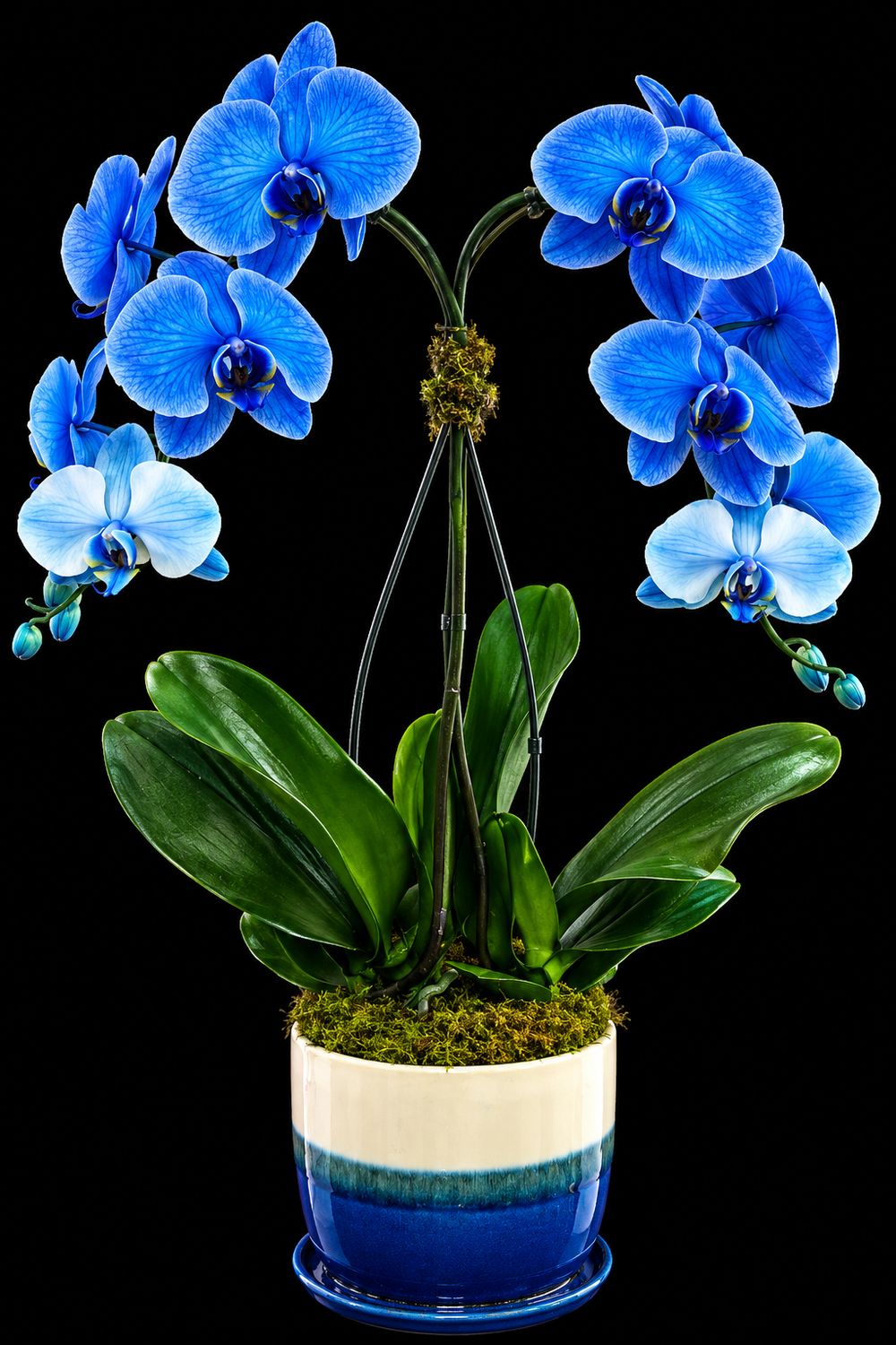 Blue Mystique Arrangement