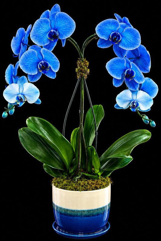 Blue Mystique Arrangement Blue Mystique Arrangement