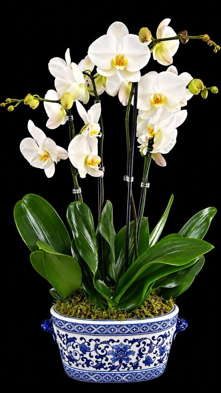 White Orchids In Blue and White Oval Planter White Orchids In Blue and White Oval Planter