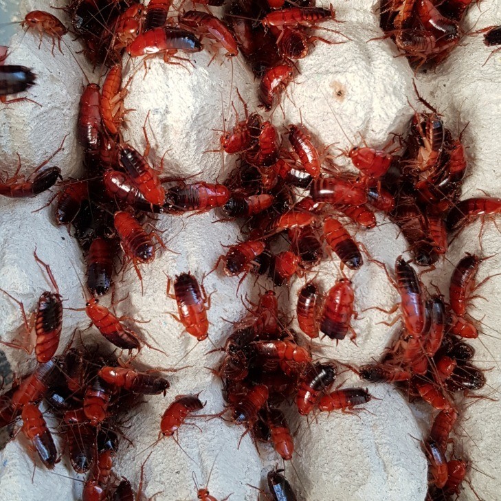 Medium-Large Red Runner  (200) 1-2.5cm